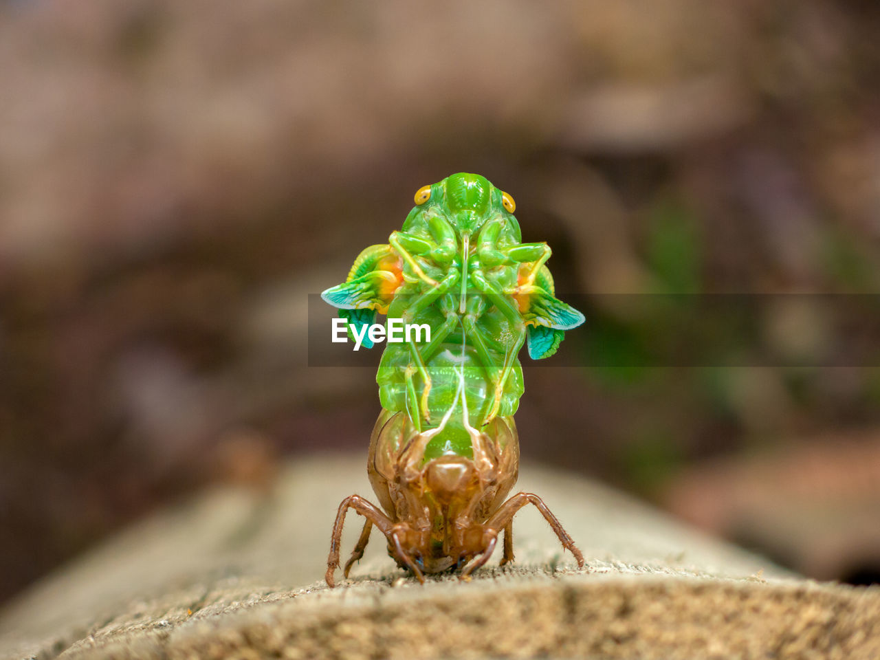 CLOSE-UP OF INSECT ON LEAF