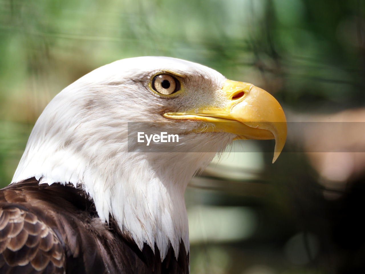 Close-up of bald eagle