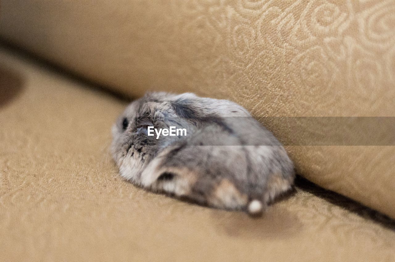 Close-up of a hamster sleeping on sofa