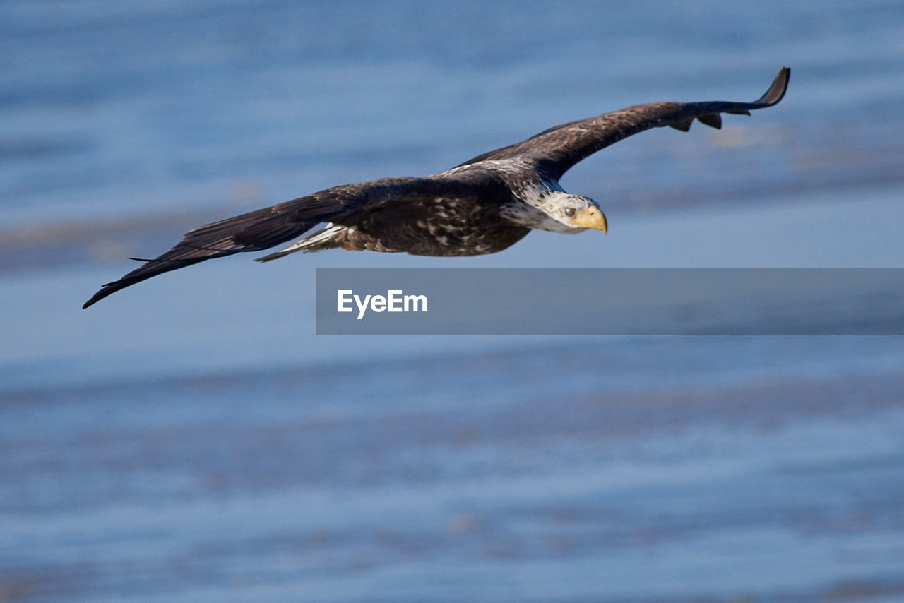 SEAGULL FLYING OVER SEA