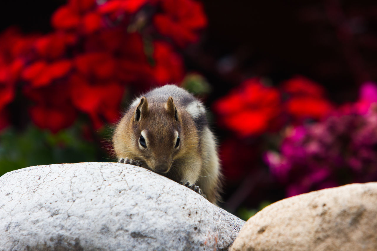 Close-up of squirrel on rock