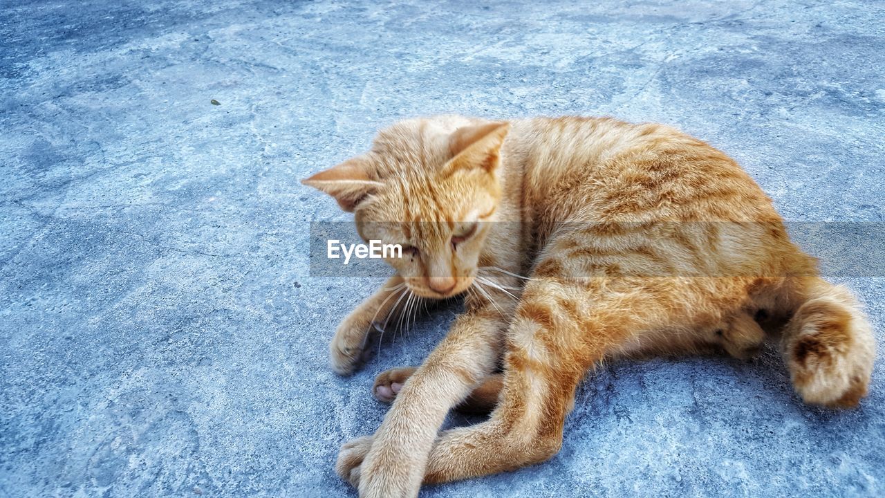 HIGH ANGLE VIEW OF CAT SLEEPING ON GROUND