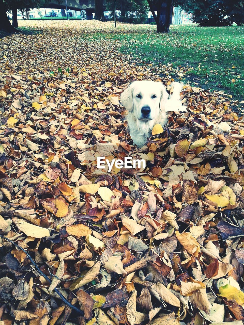 Close-up portrait of dog during autumn