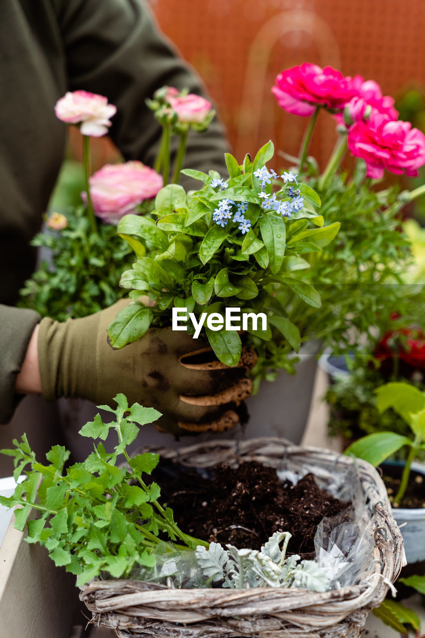 Hands in garden gloves creating flower composition at balcony planting. terrace garden lifestyle.