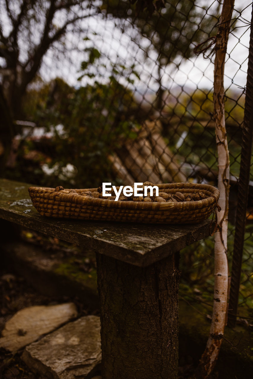 CLOSE-UP OF WOODEN POST ON TREE TRUNK