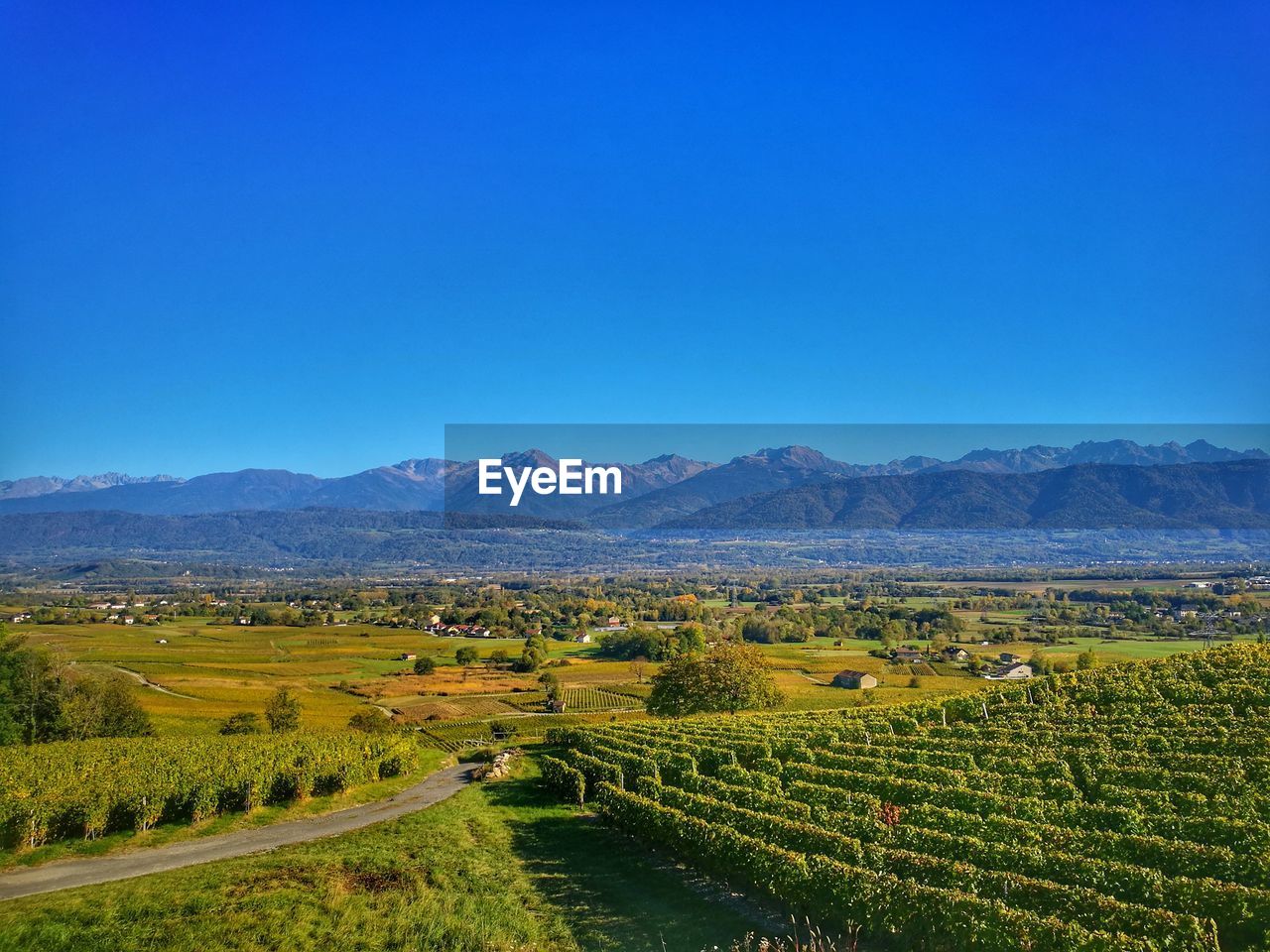 SCENIC VIEW OF VINEYARD AGAINST CLEAR SKY