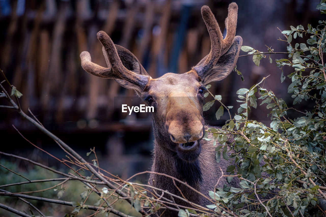 animal, animal themes, animal wildlife, mammal, one animal, wildlife, deer, antler, nature, tree, no people, plant, elk, portrait, looking at camera, forest, outdoors, moose, animal body part, land, brown, domestic animals, day, travel destinations