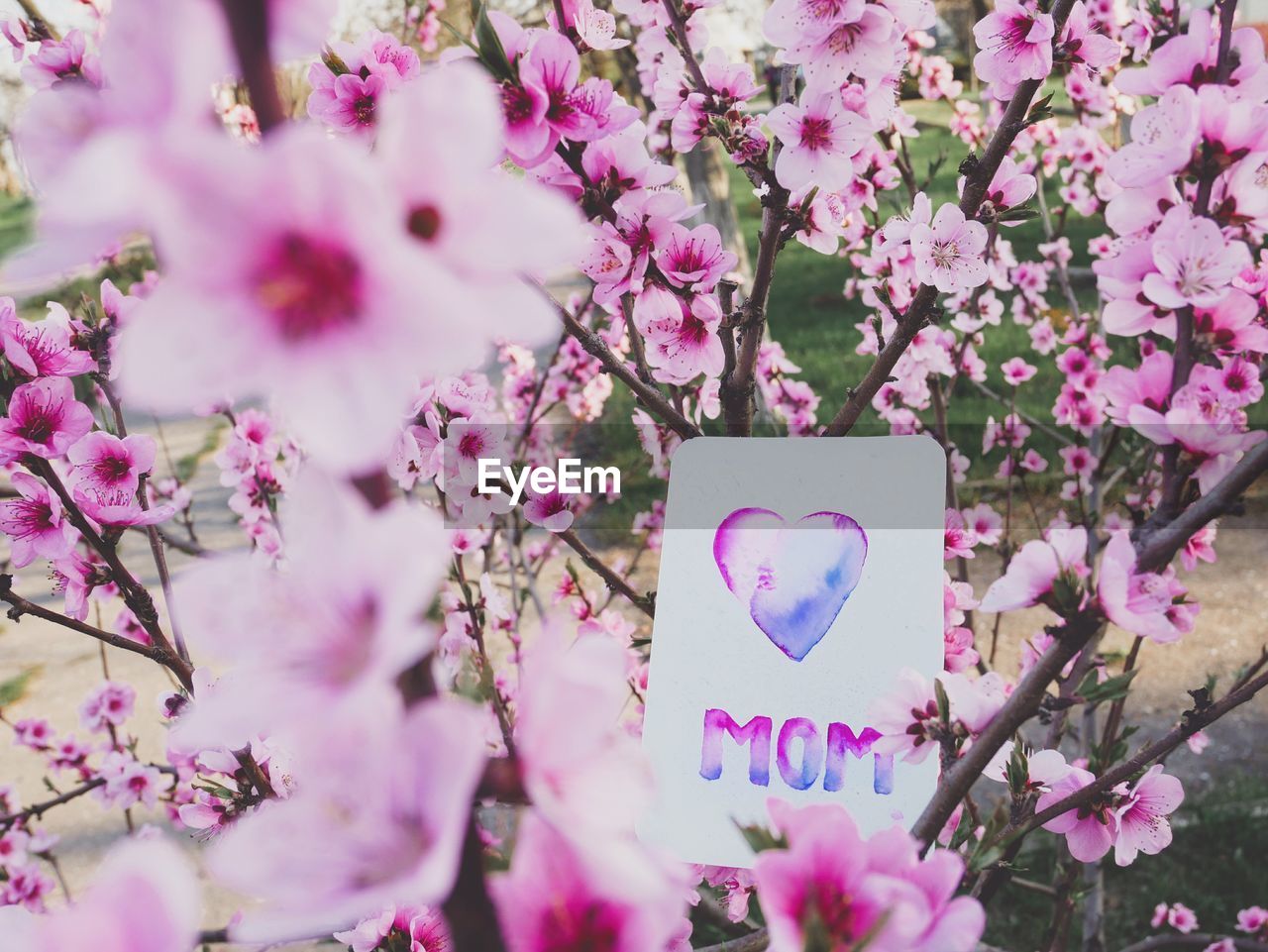 CLOSE-UP OF CHERRY BLOSSOMS ON PINK FLOWER