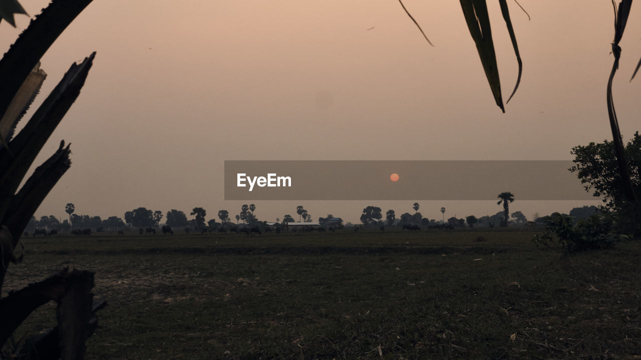 SCENIC VIEW OF FIELD AGAINST CLEAR SKY