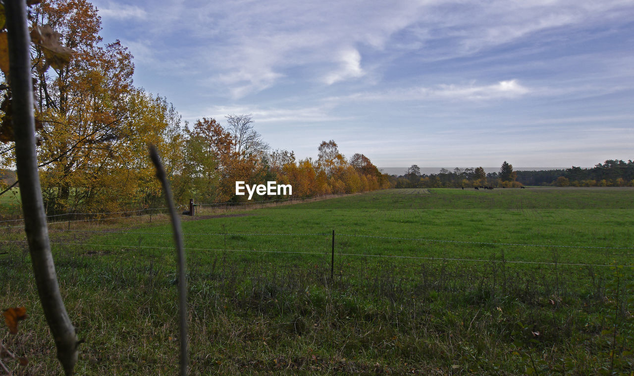 TREES GROWING IN FIELD AGAINST SKY