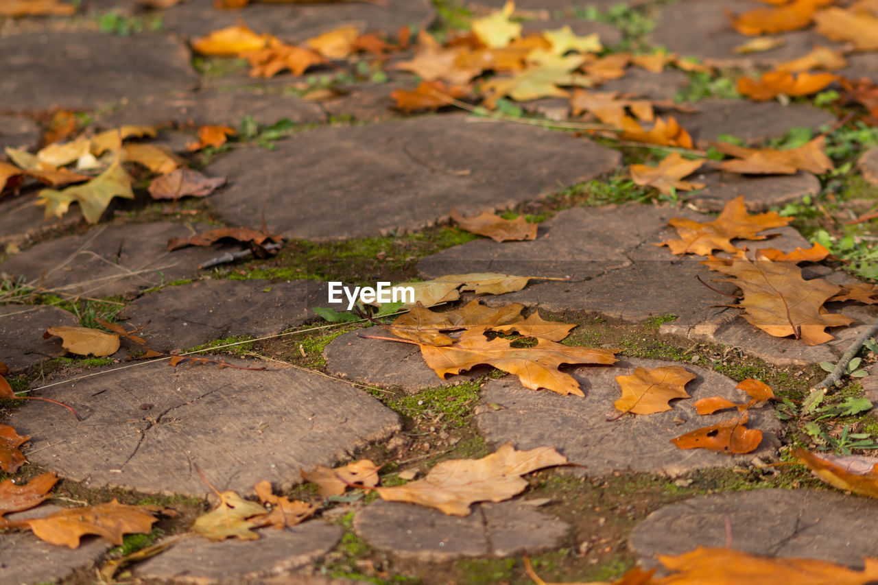 HIGH ANGLE VIEW OF FALLEN LEAVES ON FIELD