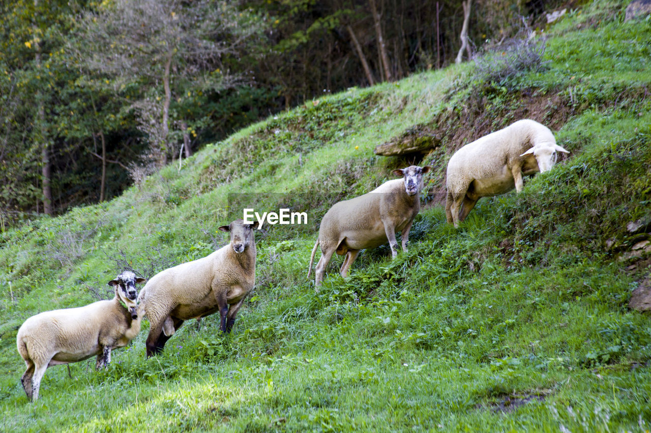 SHEEP ON LANDSCAPE