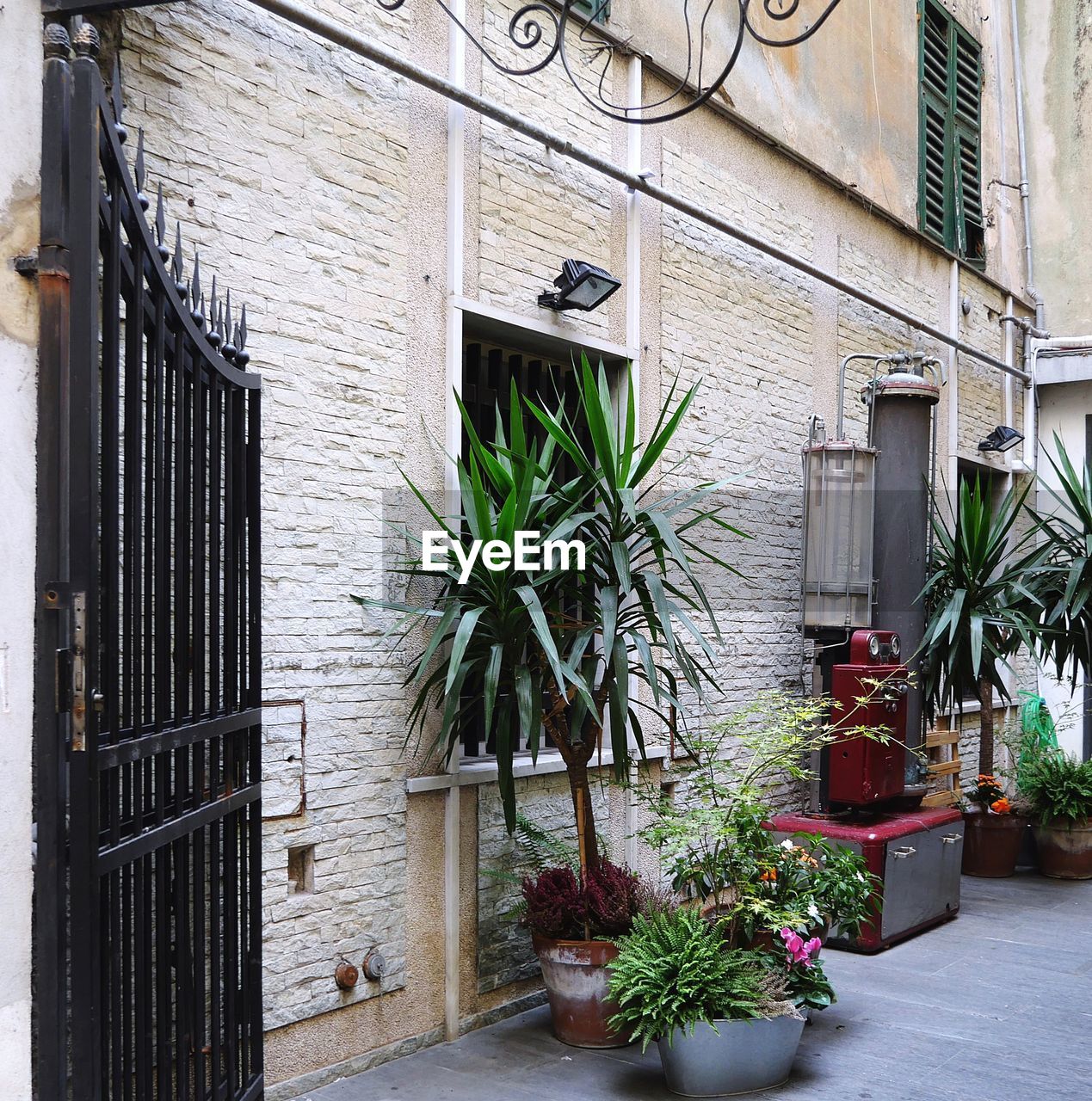 POTTED PLANTS ON HOUSE