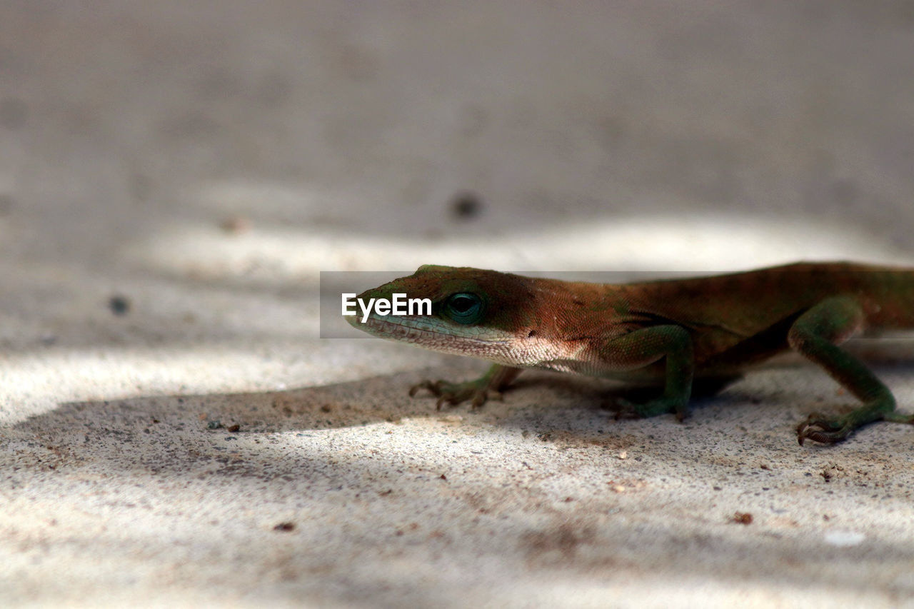 CLOSE-UP OF A LIZARD ON A FIELD