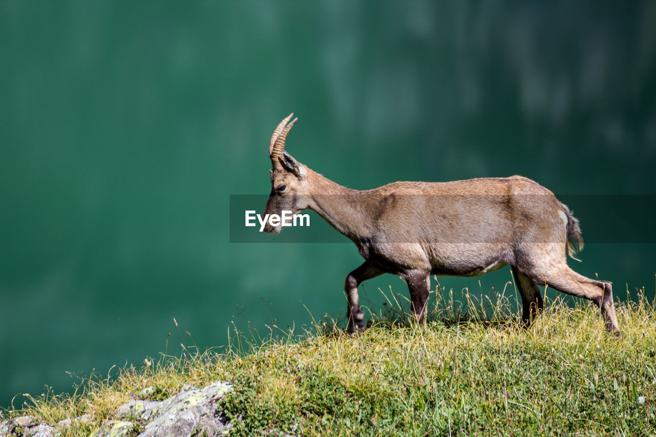 Side view of goat walking on field