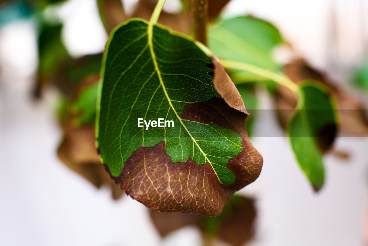 leaf, plant part, branch, plant, tree, nature, produce, close-up, green, food and drink, food, fruit, no people, growth, flower, outdoors, beauty in nature, freshness, focus on foreground, healthy eating, environment, selective focus, day, macro photography