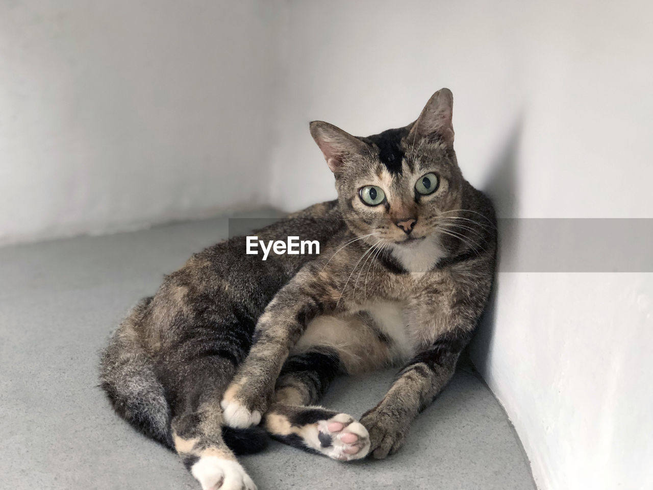 High angle portrait of cat sitting by wall