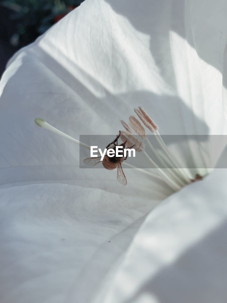 High angle view of bee on white flower