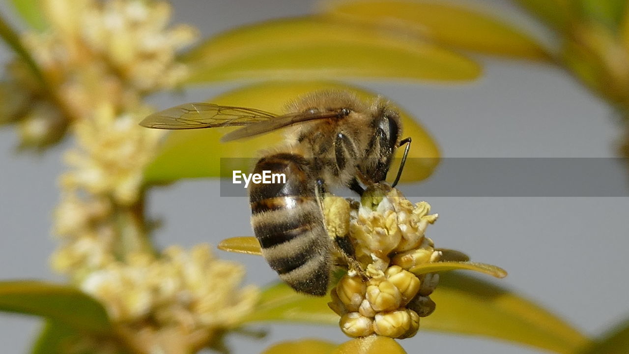 CLOSE-UP OF BEE POLLINATING ON YELLOW FLOWERS