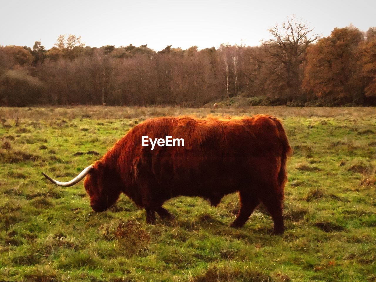 Highland cattle on grassy field