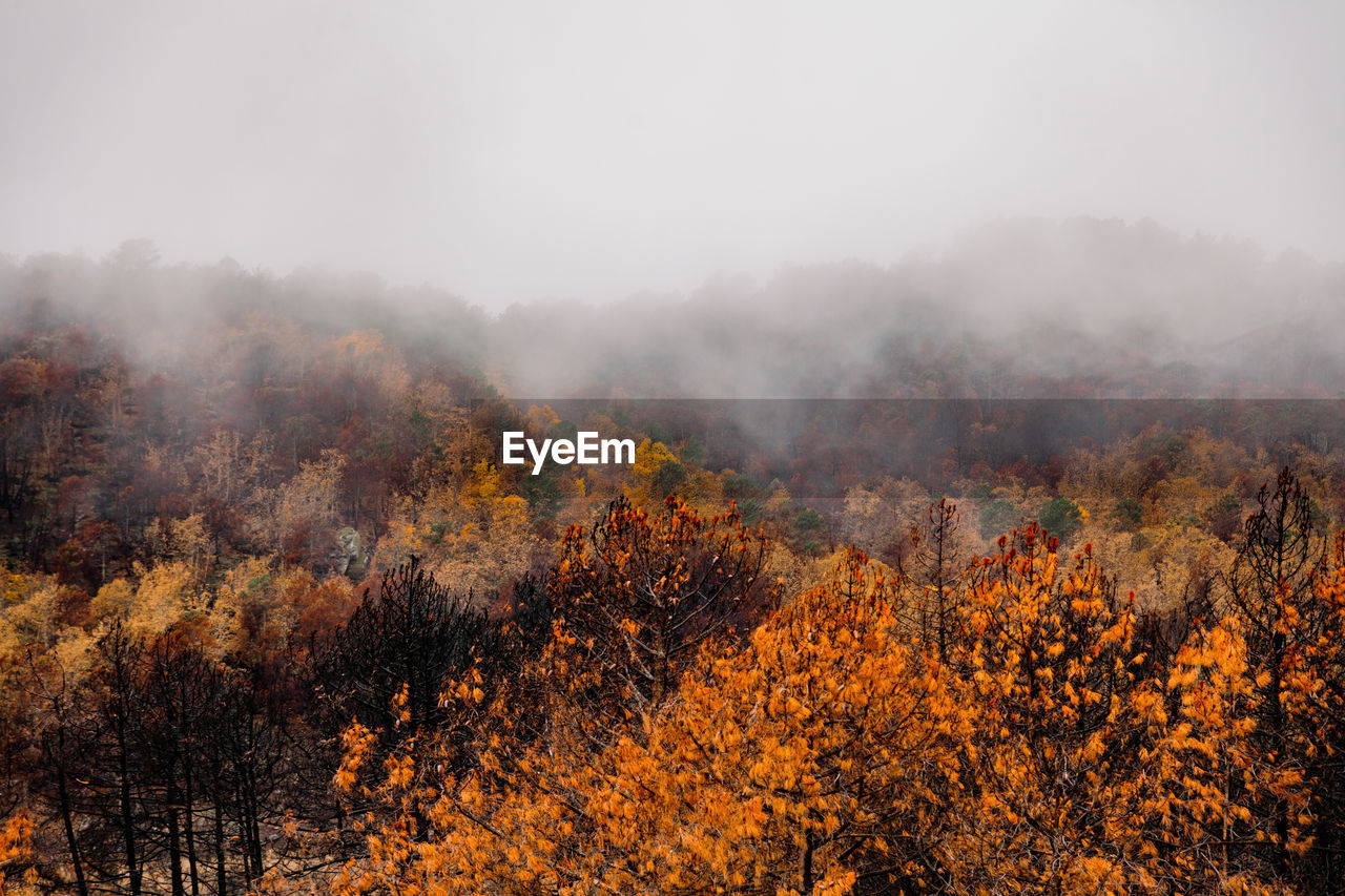 TREES IN FOREST DURING AUTUMN