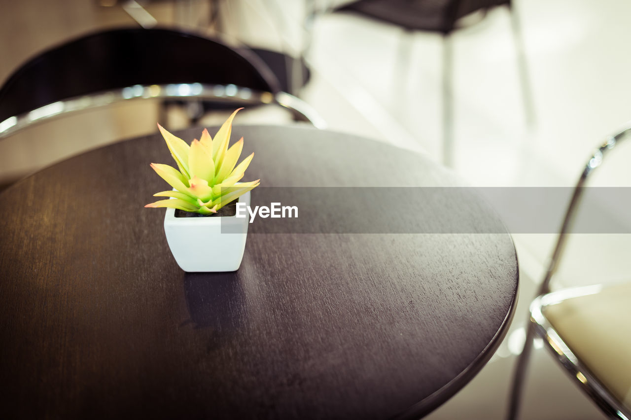 High angle view of potted plant on table