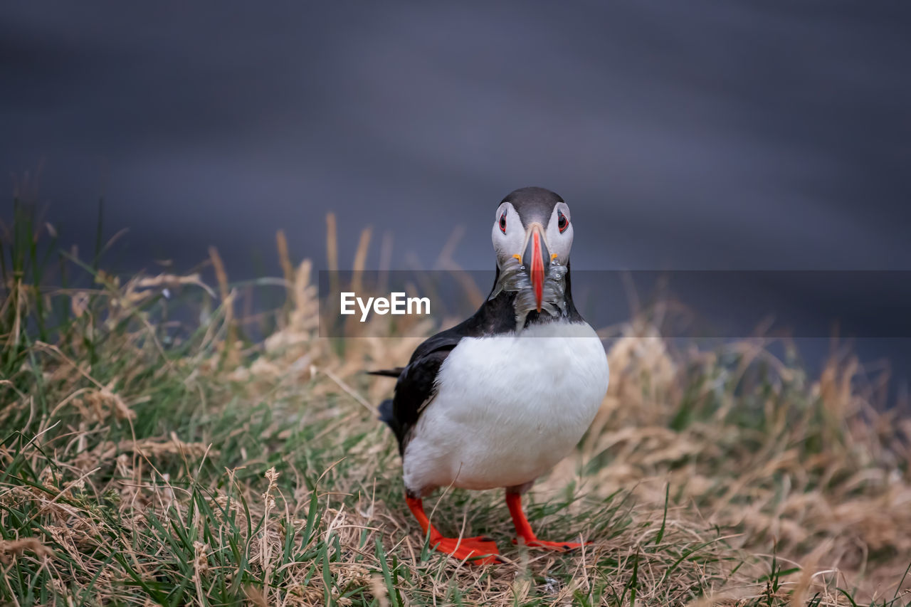 Puffin perching on field