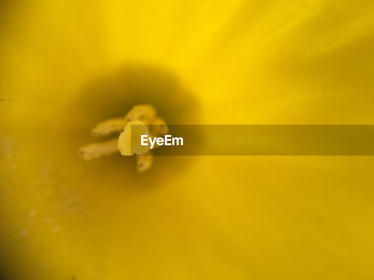 EXTREME CLOSE UP OF YELLOW FLOWER