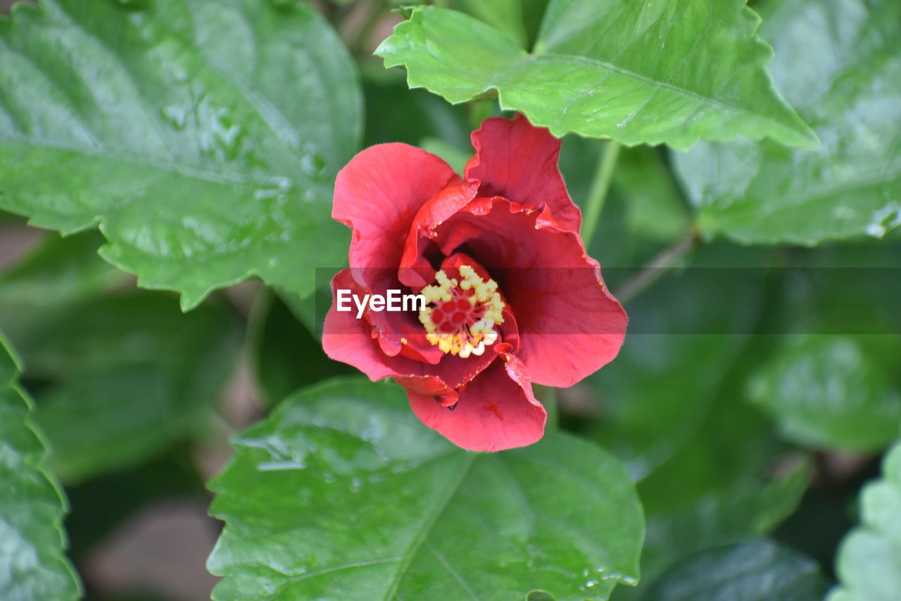 Beautiful background of red rose flower on background hibiscus with leaves garden of roses wallpaper