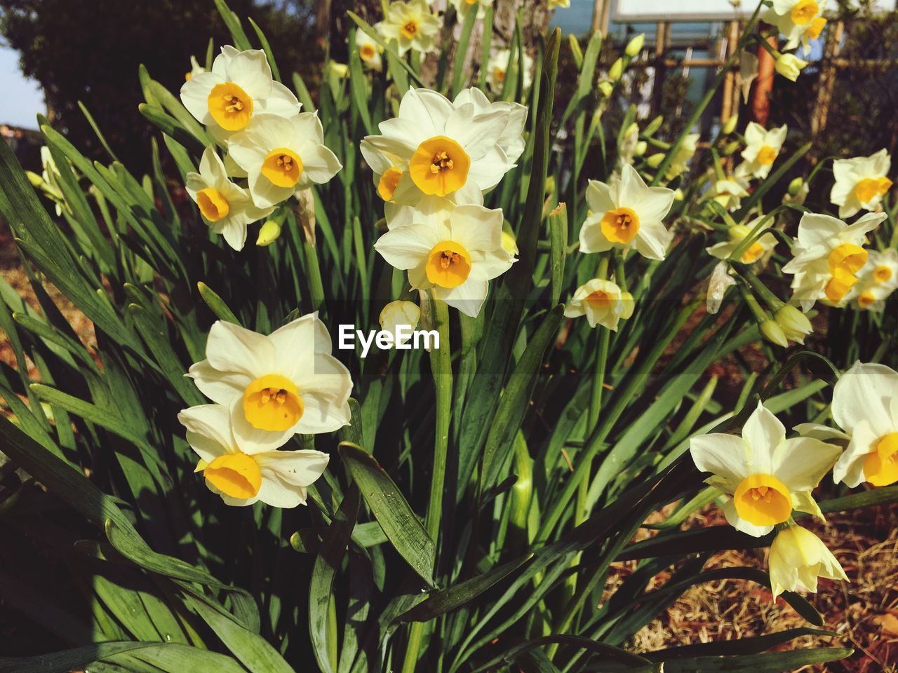 CLOSE-UP OF YELLOW FLOWER BLOOMING OUTDOORS