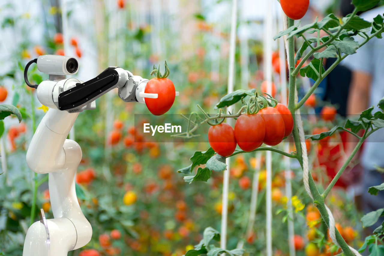 Close-up of robotic arm holding tomato