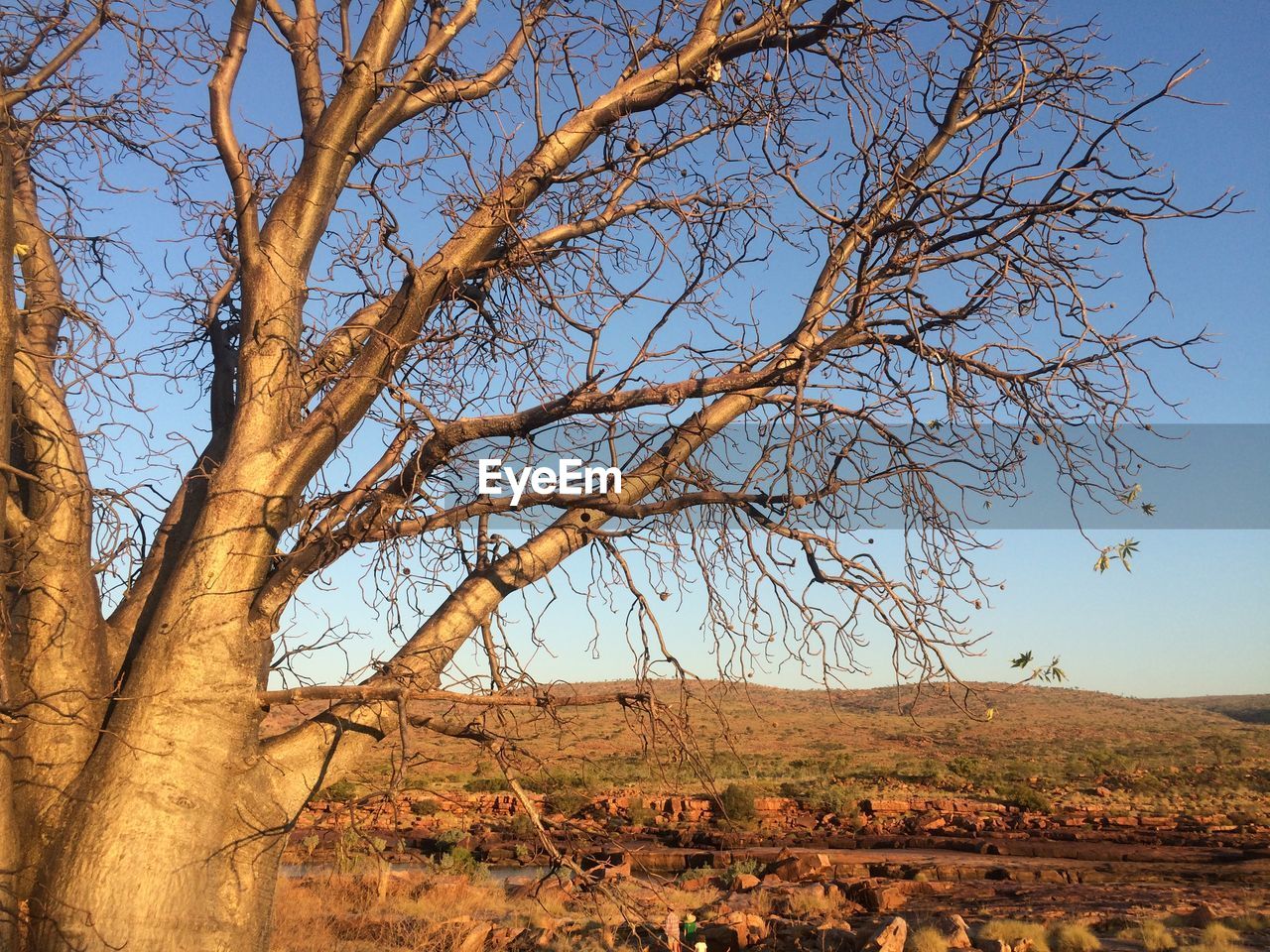 BARE TREES ON FIELD AGAINST SKY