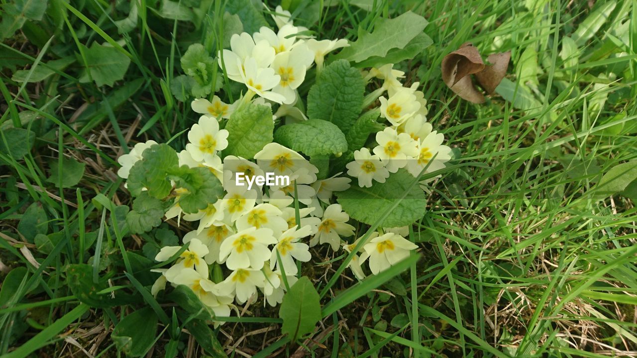 HIGH ANGLE VIEW OF FLOWERS ON FIELD