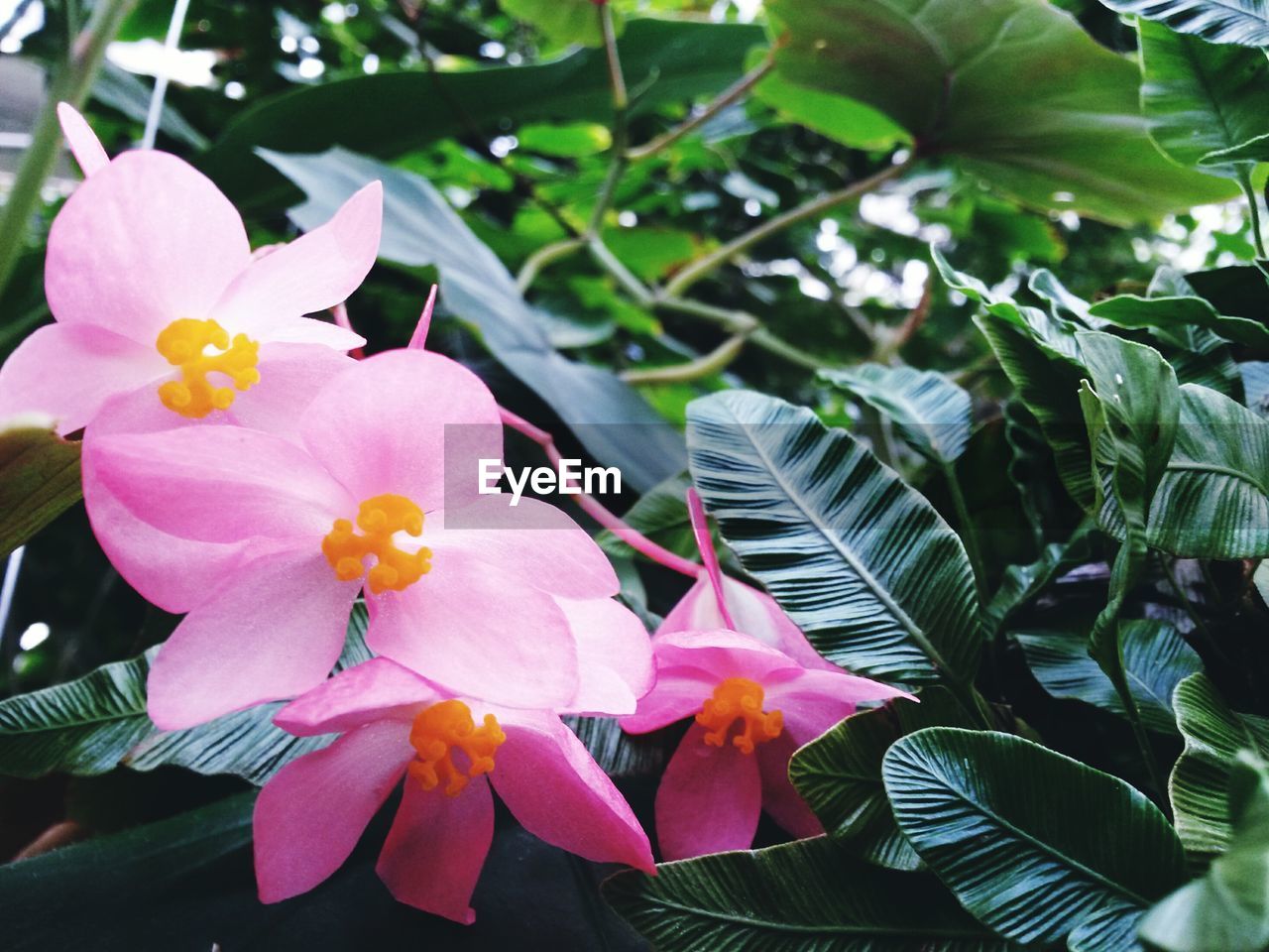 Close-up of flowers