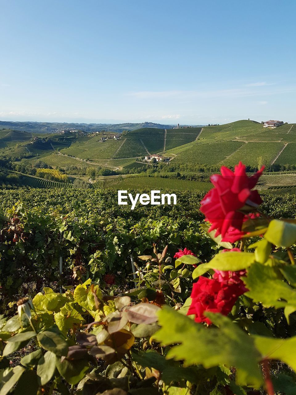 View of flowers growing in field