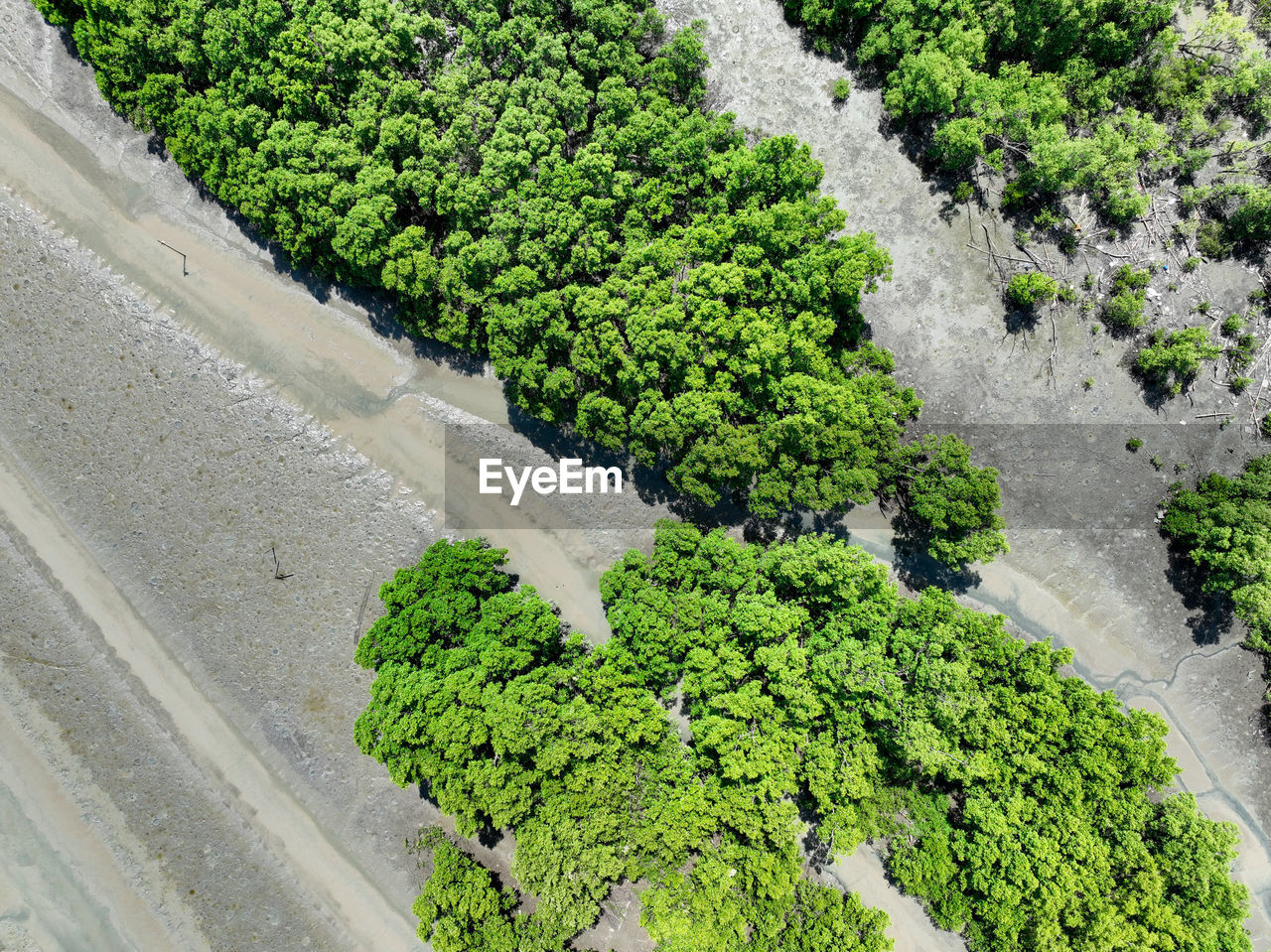 plant, green, growth, high angle view, soil, no people, nature, day, garden, tree, beauty in nature, outdoors, agriculture, flower, shrub, vegetable, land, landscape, food and drink, freshness, road, field, crop, environment, tranquility, aerial photography, food