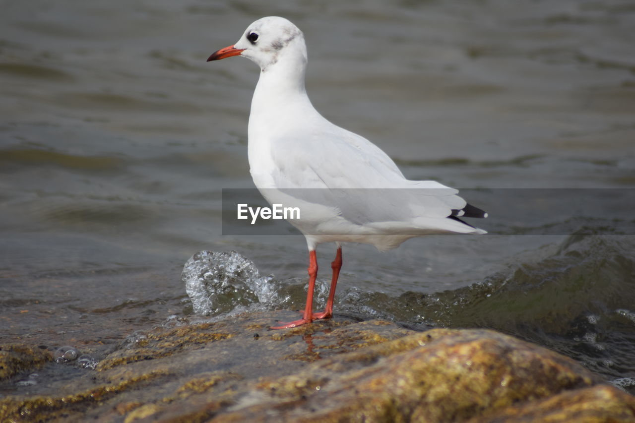 Seagull perching on rock in sea