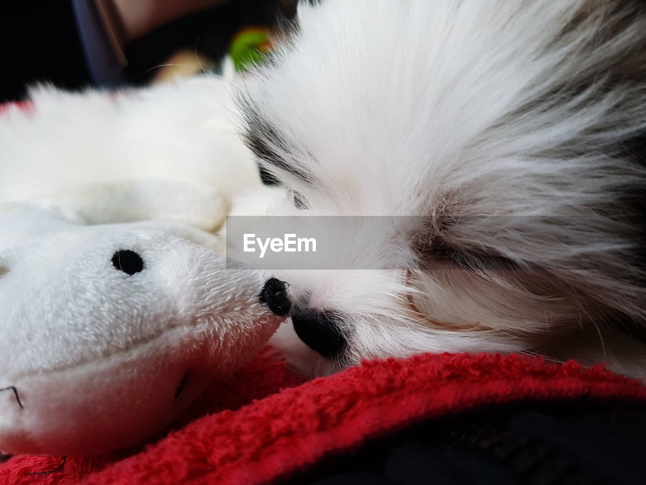 Close-up of dog by stuffed toy on bed