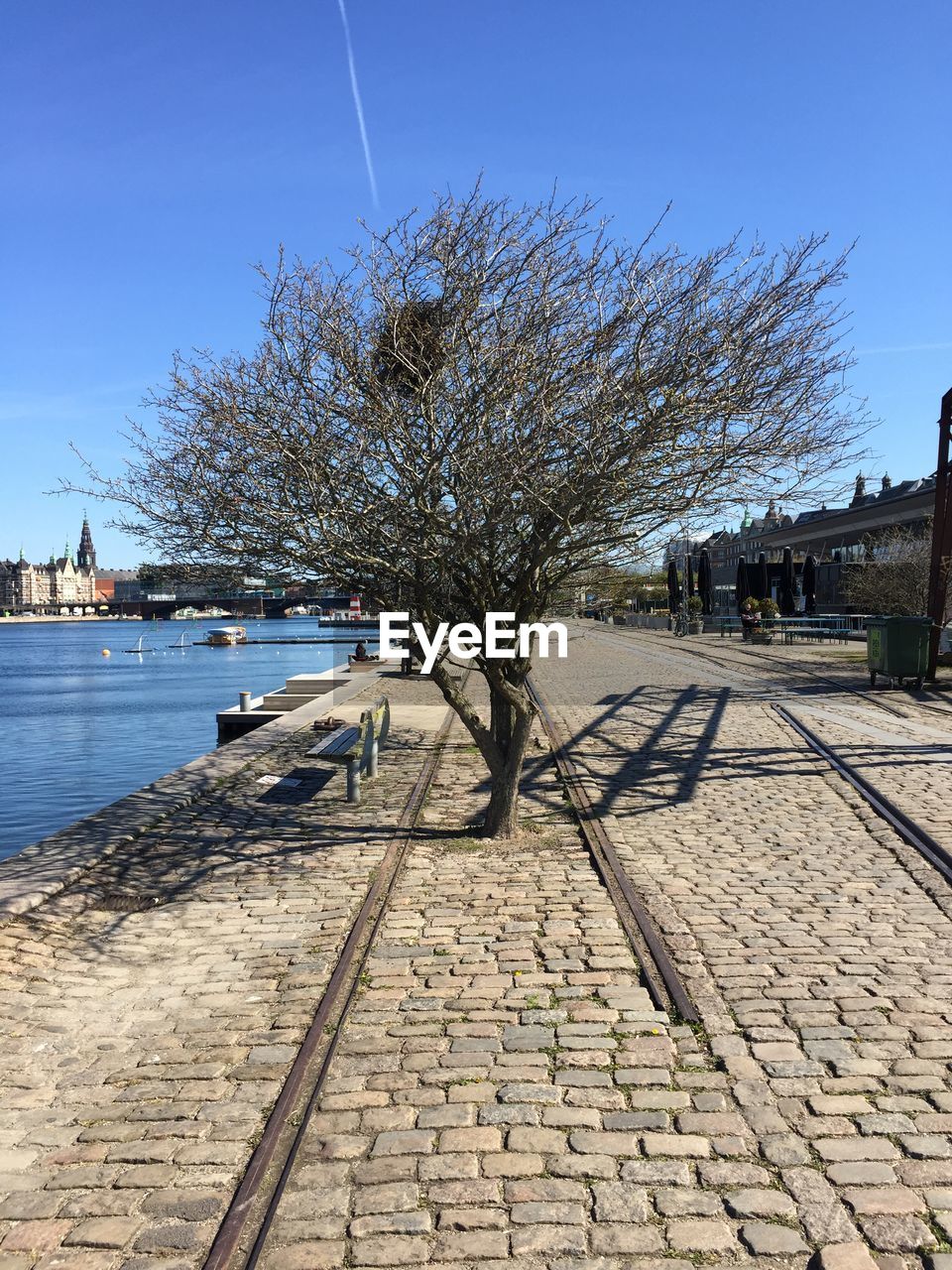 VIEW OF BARE TREE AGAINST CLEAR SKY