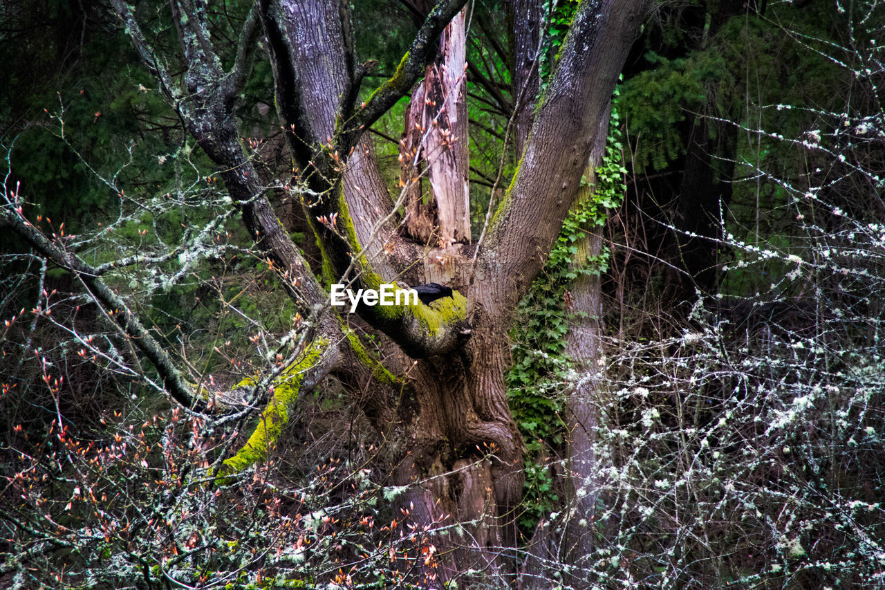 Low angle view of trees