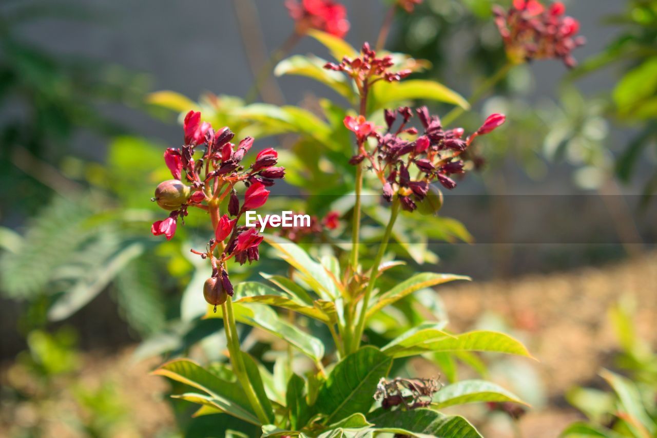 Close-up of red flowering plant