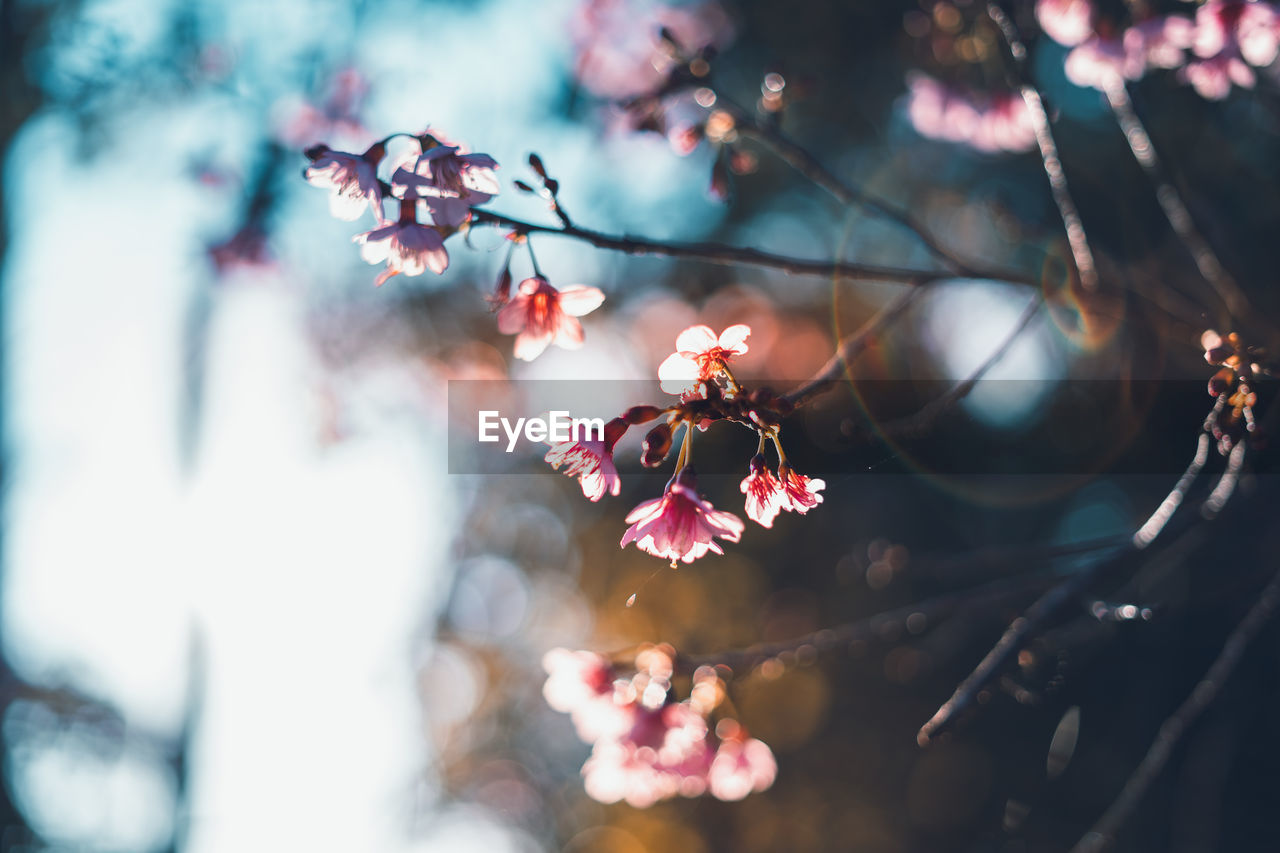 CLOSE-UP OF PINK CHERRY BLOSSOM ON TREE