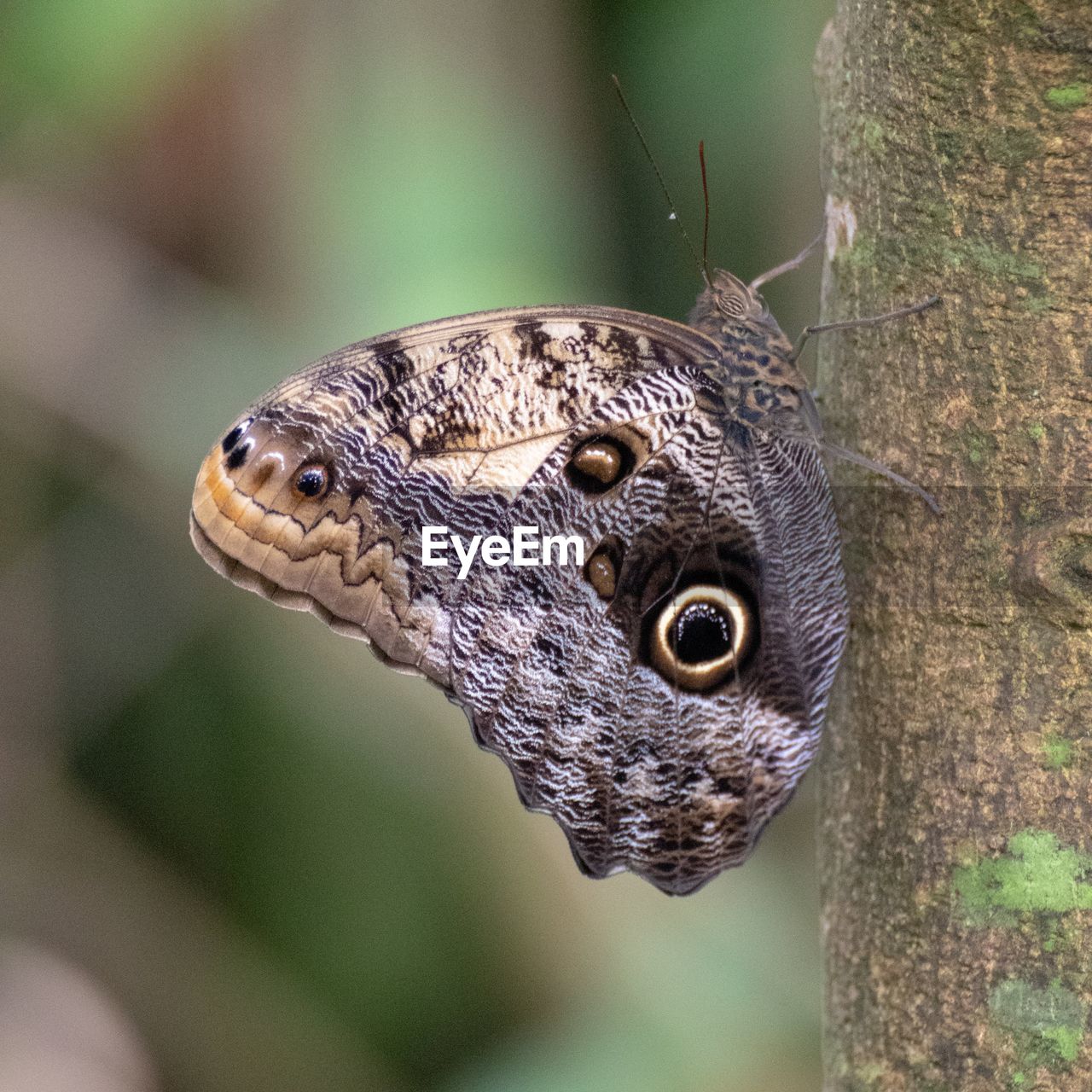 CLOSE-UP OF BUTTERFLY