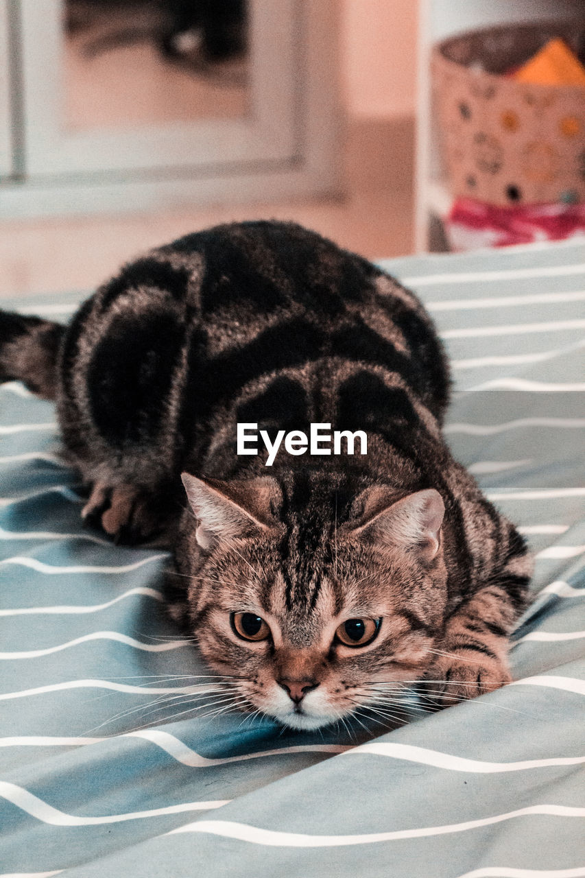 CLOSE-UP PORTRAIT OF A CAT LYING ON BED