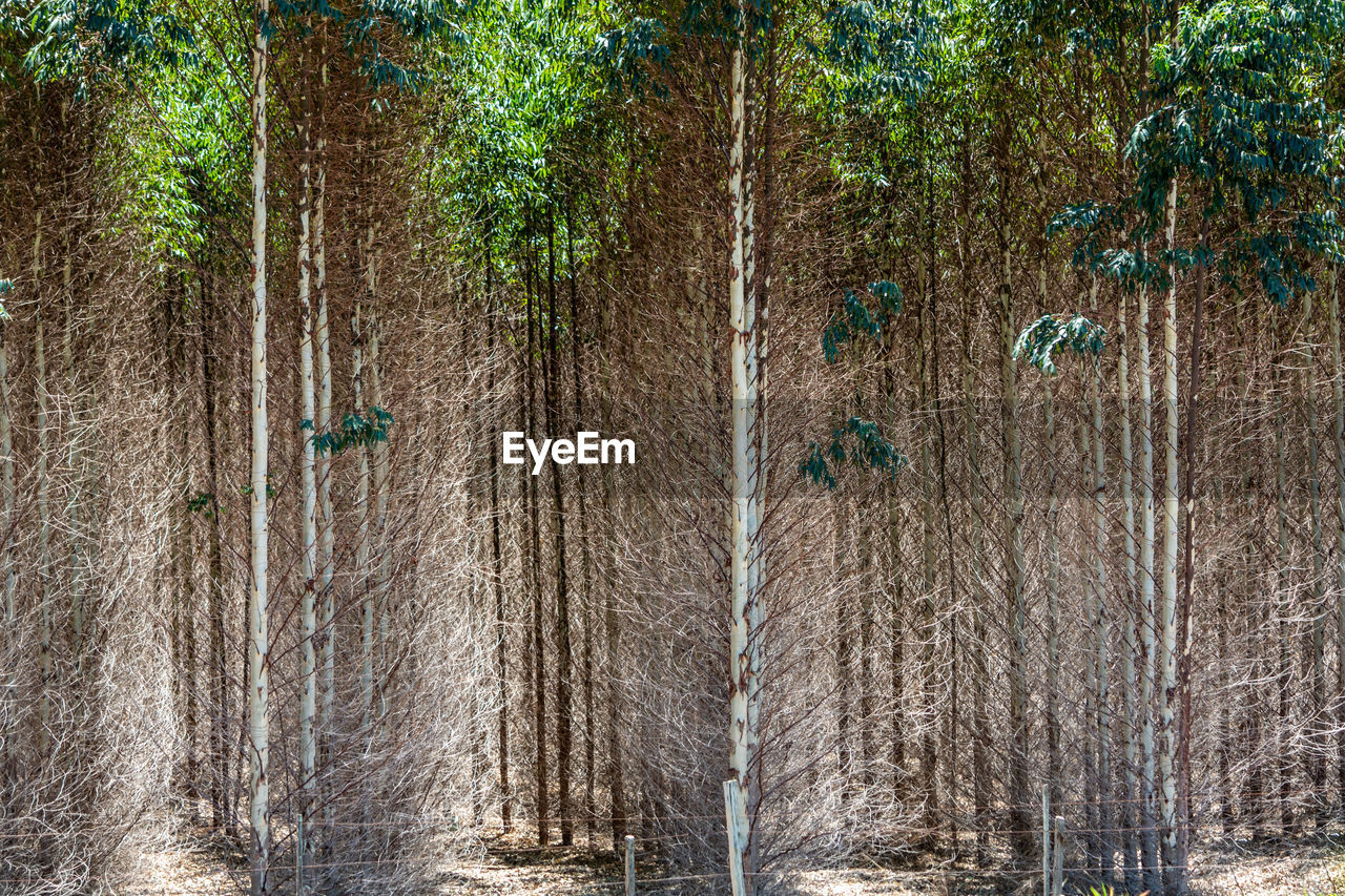 Composite of trees in forest.
