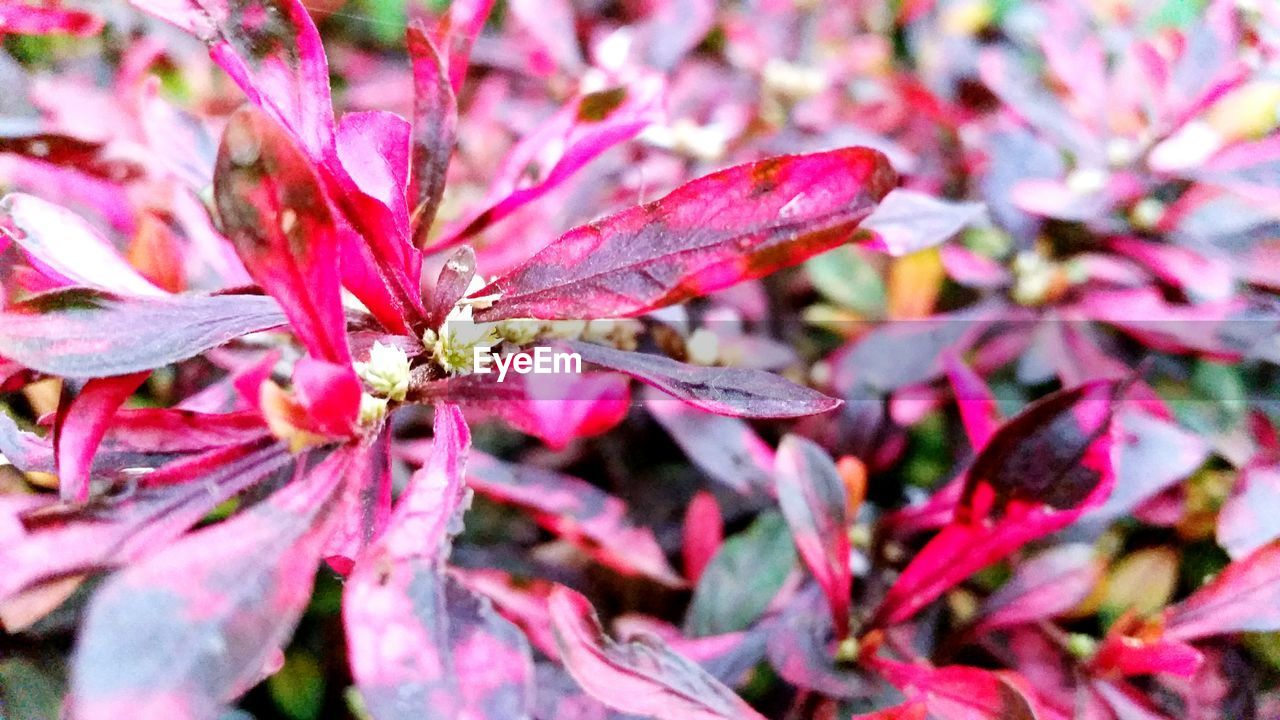 CLOSE-UP OF FLOWER