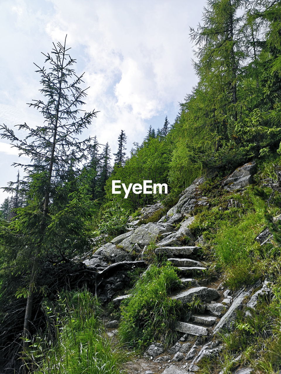 Low angle view of trees in forest against sky