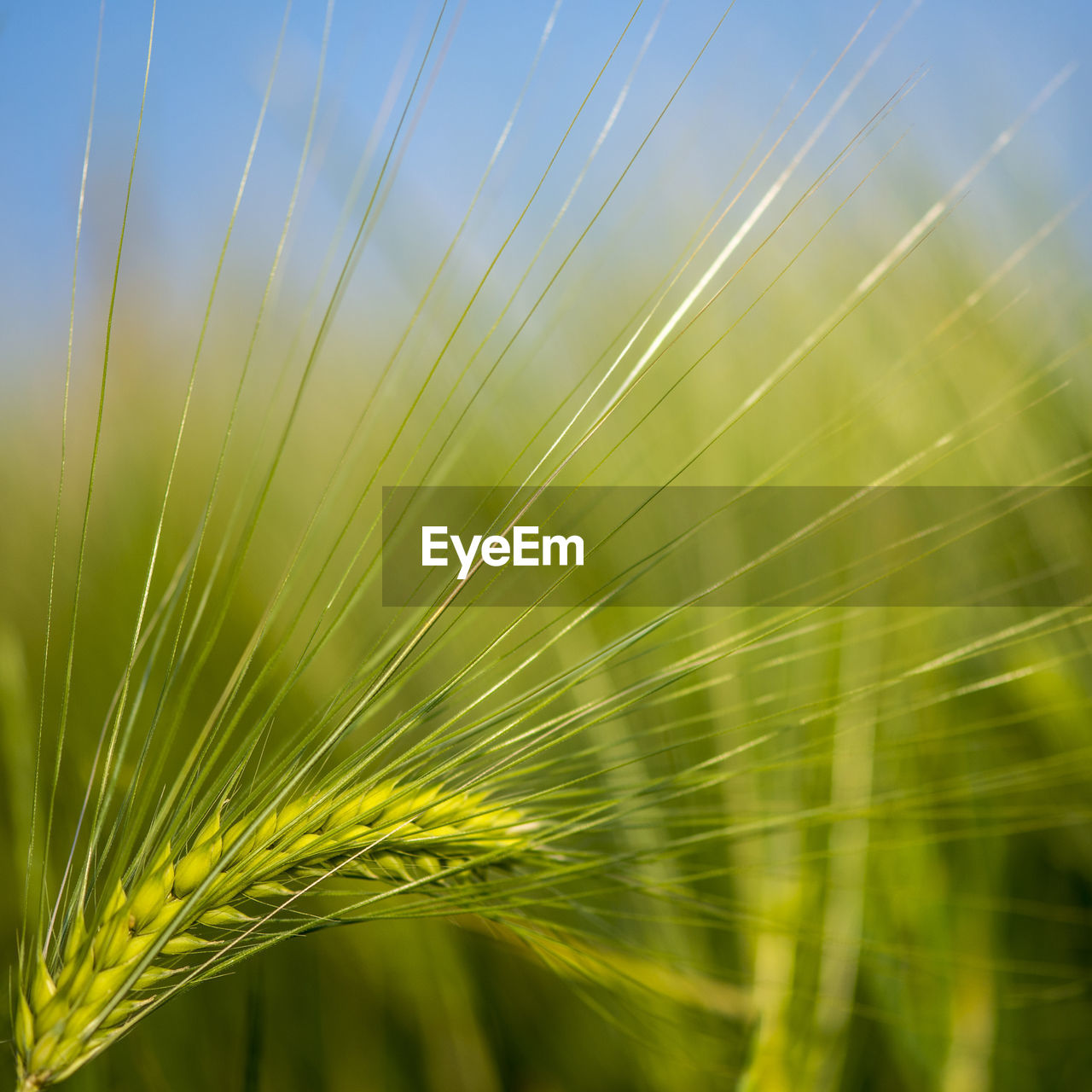 CLOSE-UP OF CROPS GROWING ON FARM