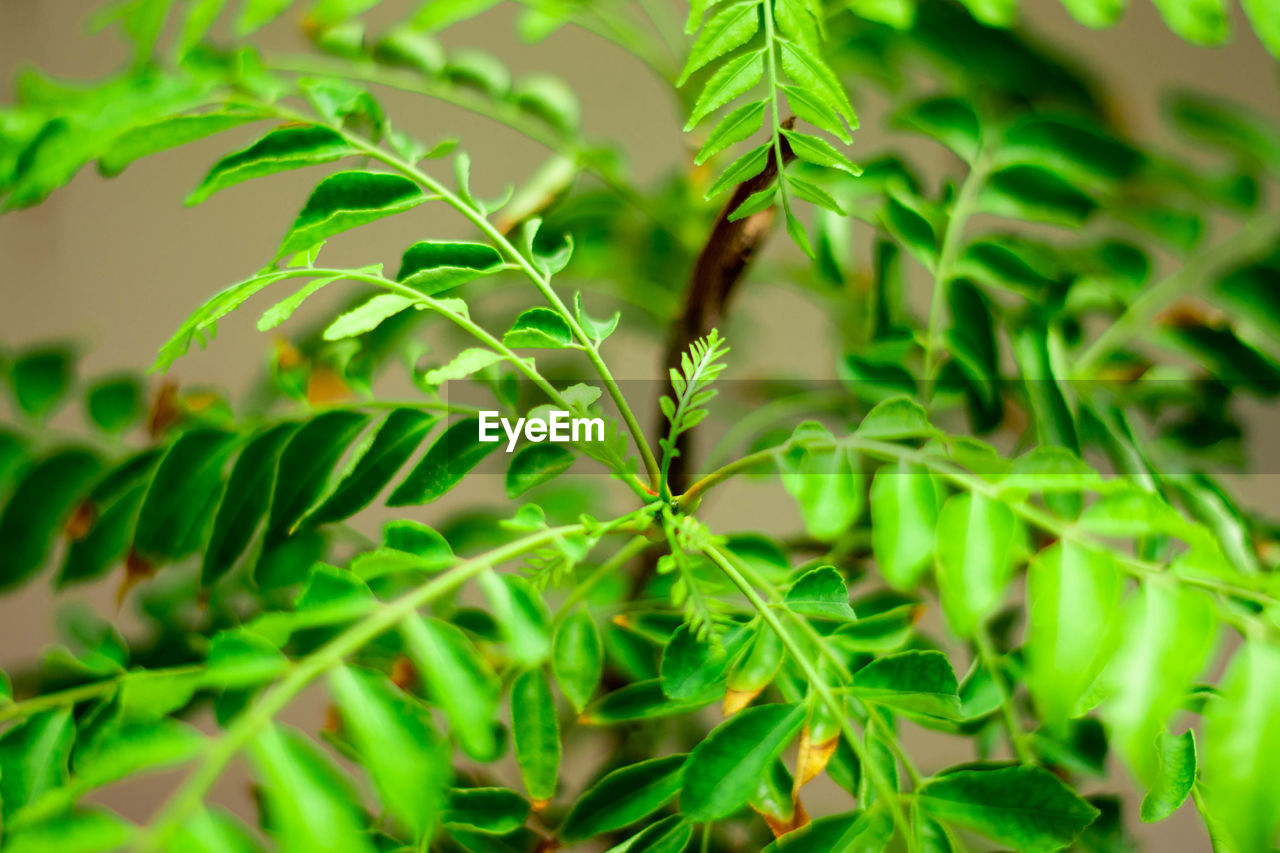CLOSE-UP OF LEAVES