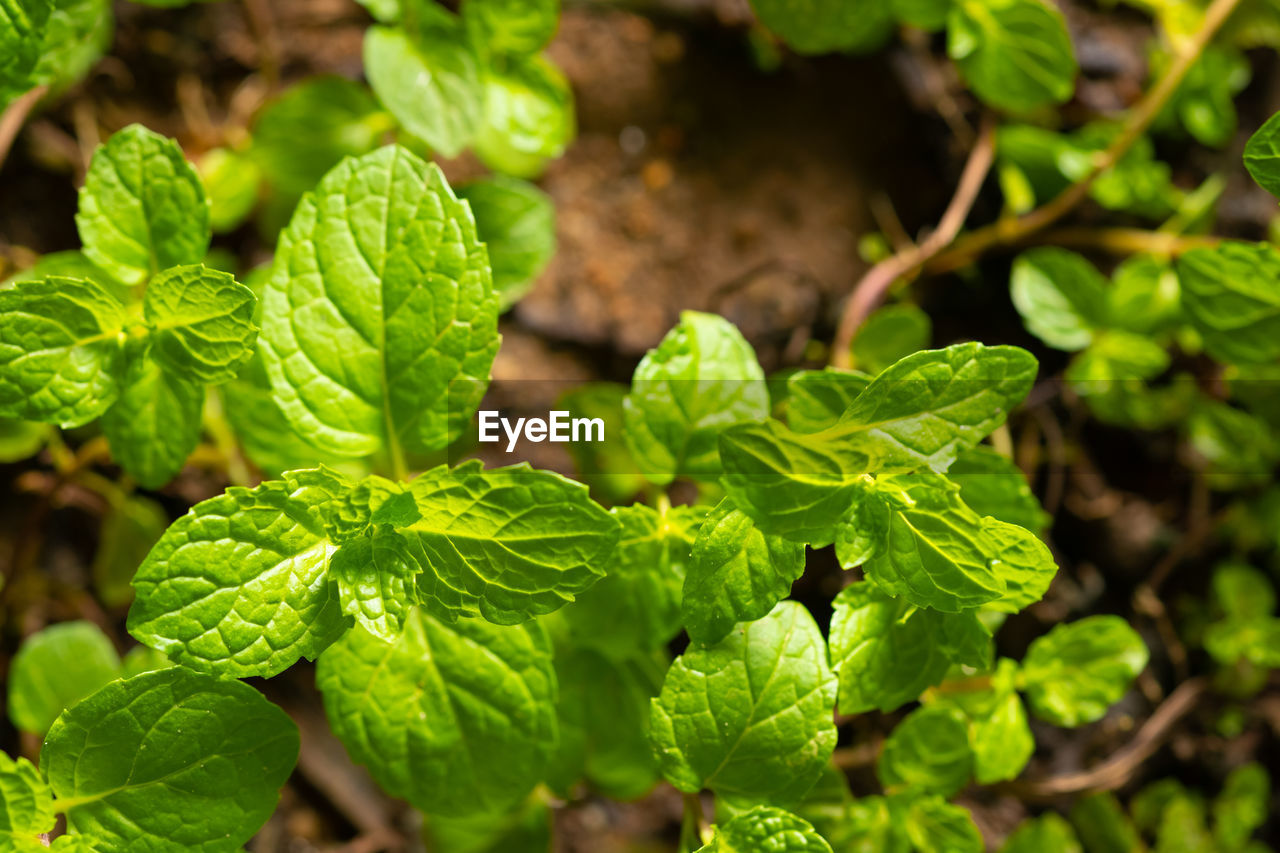 CLOSE-UP OF GREEN LEAVES